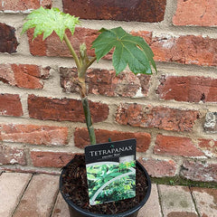 Tetrapanax papyrifer 'Rex' (2-Litre Pot) image 0
