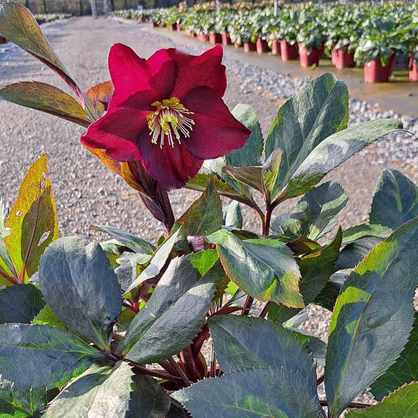 Helleborus HGC® 'Ice N' Roses Merlot' (2-Litre Pot) image 0