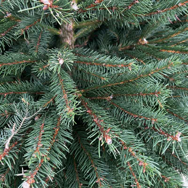 Needlefresh Norway Spruce Pot Grown Christmas Tree image 0