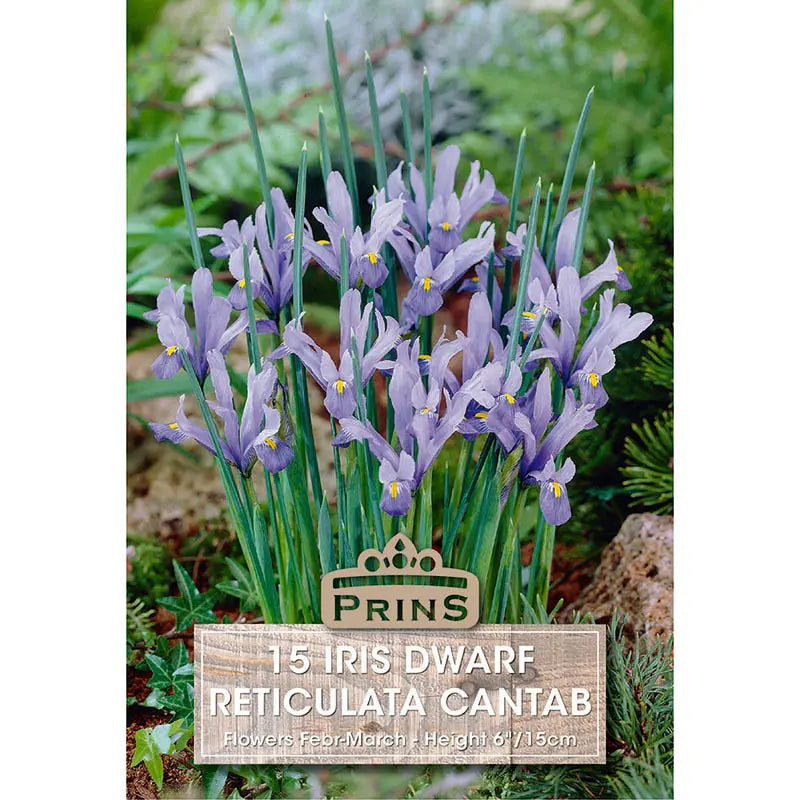 Iris 'Cantab' (15 bulbs) image 0