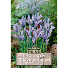 Iris 'Cantab' (15 bulbs) image 0