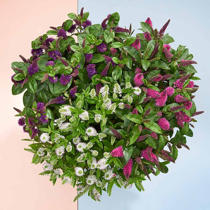 Hebe Addenda® Trio (2-Litre Pot) image 0