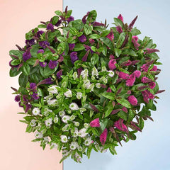 Hebe Addenda® Trio (2-Litre Pot) image 0