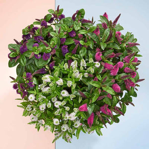 Hebe Addenda® Trio (2-Litre Pot) image 0