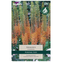 Eremurus 'Cleopatra' (1 bulb) image 0