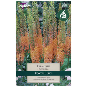 Eremurus 'Cleopatra' (1 bulb) image 0
