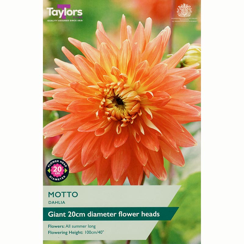 Dahlia ‘Motto’ with Orange and Yellow Flowers (1 Tuber) image 0