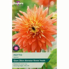 Dahlia ‘Motto’ with Orange and Yellow Flowers (1 Tuber) image 0