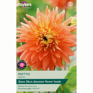 Dahlia ‘Motto’ with Orange and Yellow Flowers (1 Tuber) image 0