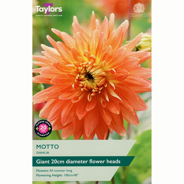 Dahlia ‘Motto’ with Orange and Yellow Flowers (1 Tuber) image 0