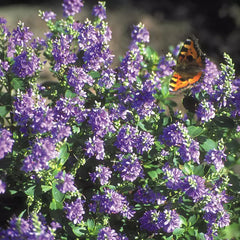 Hebe 'Purple Pixie' image 0