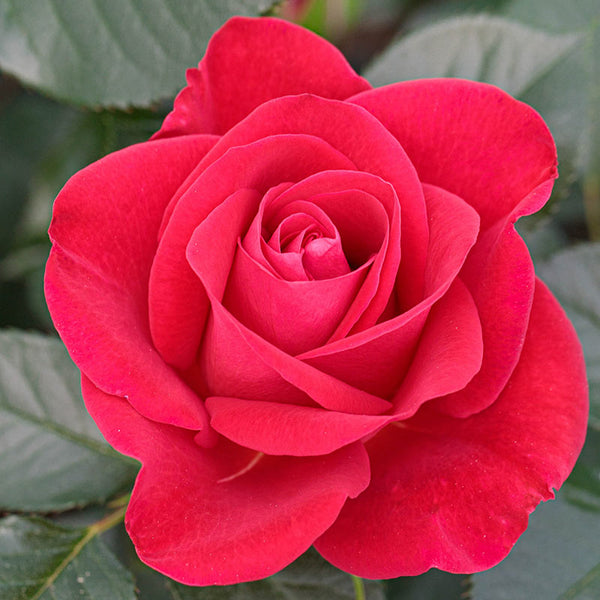Whartons Roses ‘Ruby Red’ Hybrid Tea Bush Rose image 0
