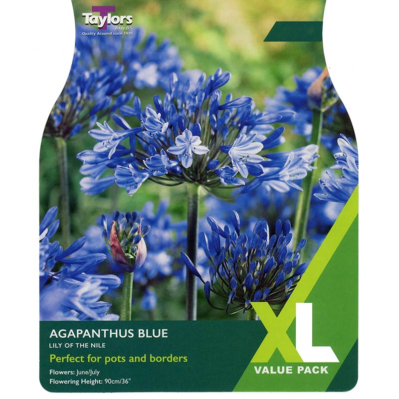 Agapanthus Blue (4 bulbs) image 0