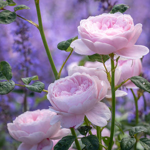 David Austin Queen Of Sweden® English Shrub Rose (6-Litre Pot) image 0