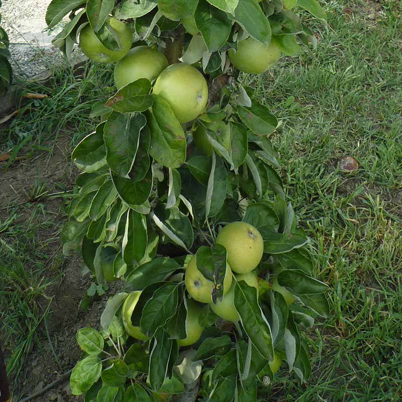 Malus ‘Princess Tracey’ Dwarf Apple Tree (5.5-Litre Pot) image 0