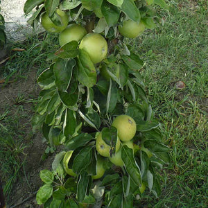 Malus ‘Princess Tracey’ Dwarf Apple Tree (5.5-Litre Pot) image 0
