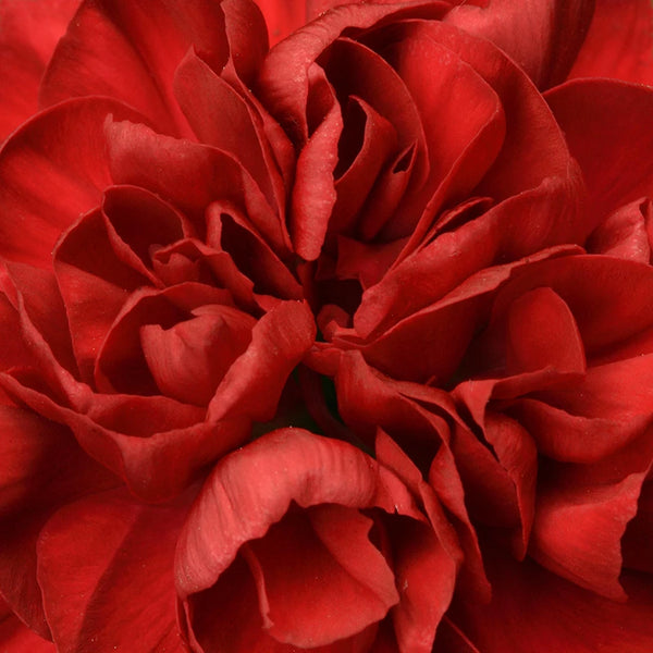 Dianthus 'Passion' image 1