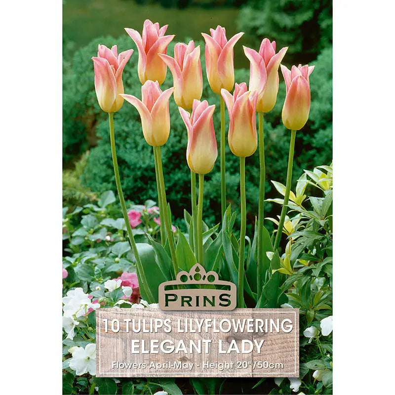 Tulip 'Elegant Lady' (10 bulbs) image 0