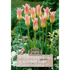 Tulip 'Elegant Lady' (10 bulbs) image 0
