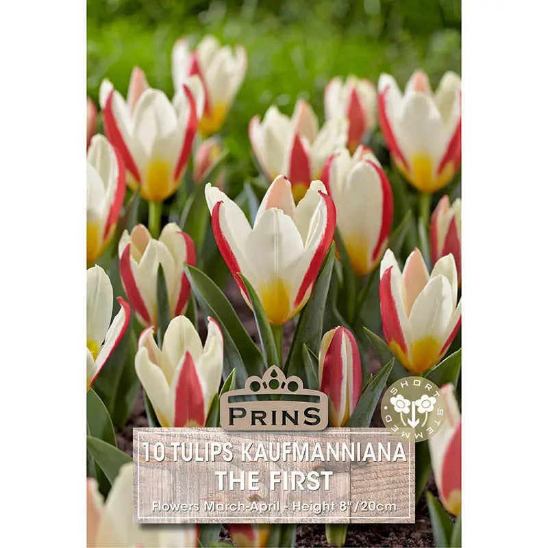 Tulip 'The First' (10 bulbs) image 0