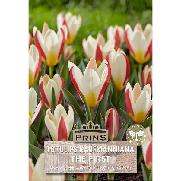 Tulip 'The First' (10 bulbs) image 0
