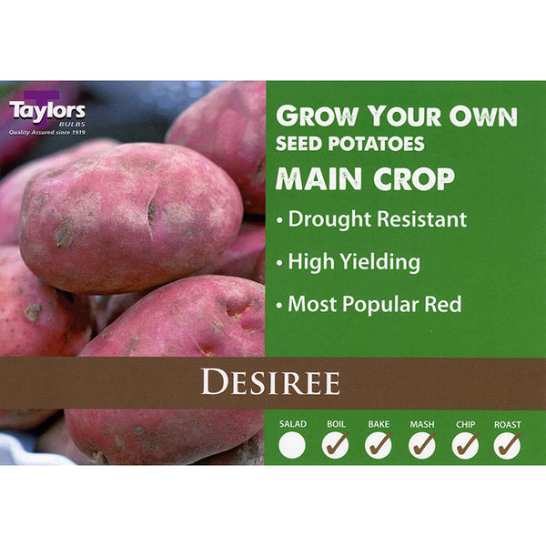 Desiree Main Crop Seed Potatoes image 0