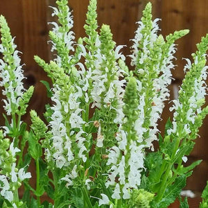 Salvia ‘Lyrical White’ (3-Litre Pot) image 0