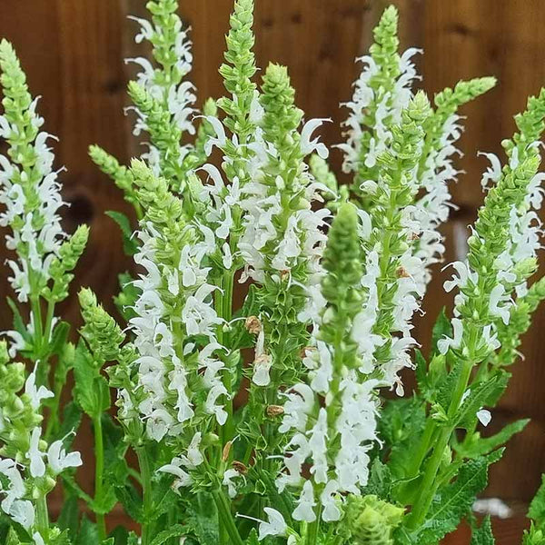 Salvia ‘Lyrical White’ (3-Litre Pot) image 0