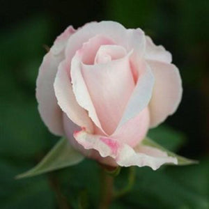 Whartons Roses ‘Remember’ Hybrid Tea Rose (3-Litre Pot) image 0