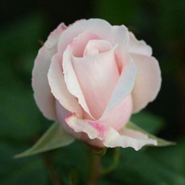 Whartons Roses ‘Remember’ Hybrid Tea Rose (3-Litre Pot) image 0