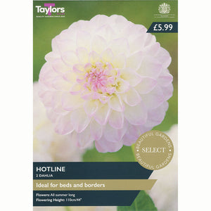 Dahlia ‘Hotline’ with White Flowers (2 Tubers)     image 0