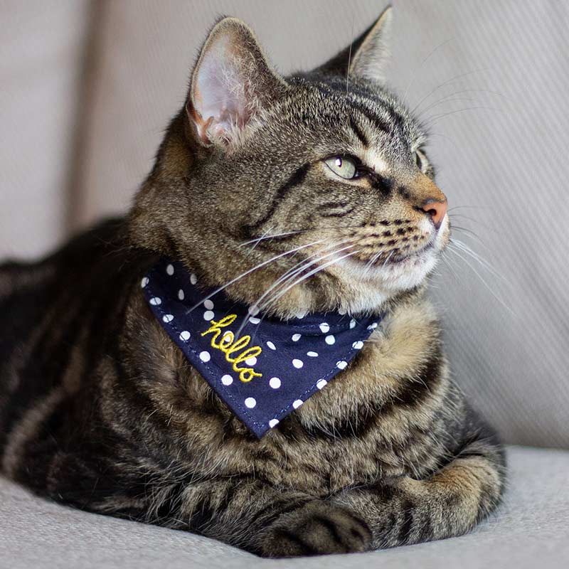 Joules Hello Neckerchief Cat Collar image 0