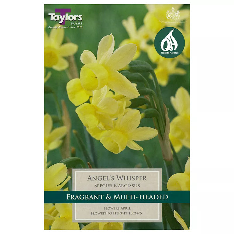 Narcissus 'Angel's Whisper' Daffodils (7 bulbs) image 0