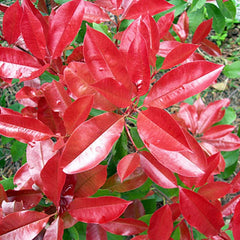 Photinia x fraseri ‘Red Robin’ Tree (Christmas Berry) (12-Litre Pot) image 0