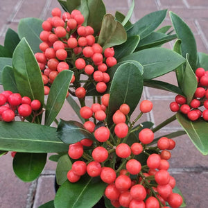 Skimmia japonica ‘O’ Berries Red’ (sf) (12cm Pot) image 0