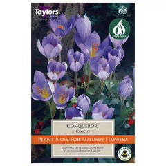 Crocus 'Conqueror' (12 bulbs) image 0