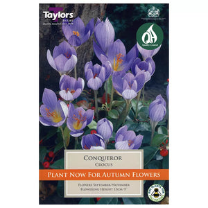 Crocus 'Conqueror' (12 bulbs) image 0