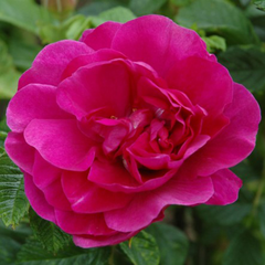 Roseraie De L'Hay Shrub Rose (3 Litre Deep Pot) image 0