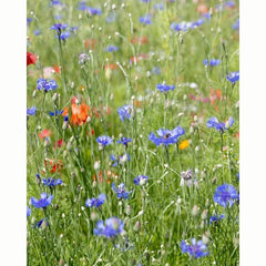 Cornfield Annuals Flower Seeds (1 Packet) image 0