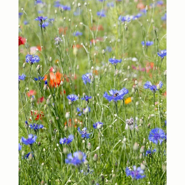 Cornfield Annuals Flower Seeds (1 Packet) image 0