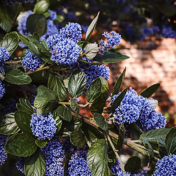 Ceanothus thyrsiflorus var. repens image 0