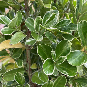 Euonymus japonicus 'Kathy' (3-Litre Pot) image 0