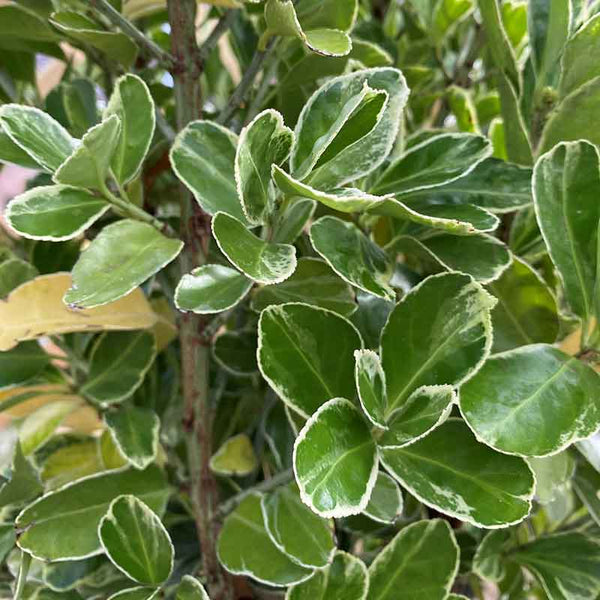Euonymus japonicus 'Kathy' (3-Litre Pot) image 0