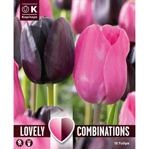 Lovely Combinations Single Late Tulips Black and Pink (15 Bulbs) image 0