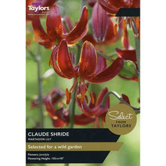 Martagon Lily 'Claude Shride' (2 bulbs) image 0