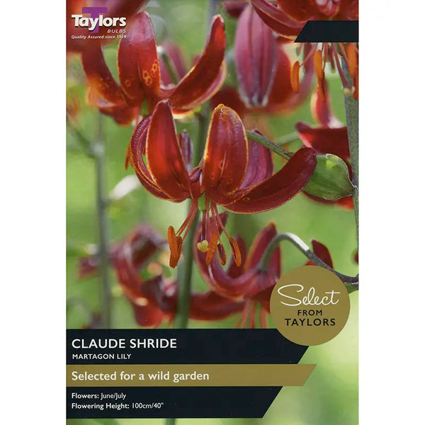 Martagon Lily 'Claude Shride' (2 bulbs) image 0