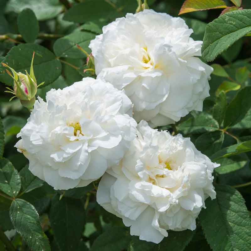 David Austin Susan Williams-Ellis® English Shrub Rose (6-Litre Pot) image 0
