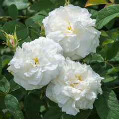 David Austin Susan Williams-Ellis® English Shrub Rose (6-Litre Pot) image 0