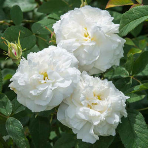 David Austin Susan Williams-Ellis® English Shrub Rose (6-Litre Pot) image 0