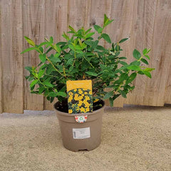 Hypericum 'Hidcote' (3-Litre Pot) image 0